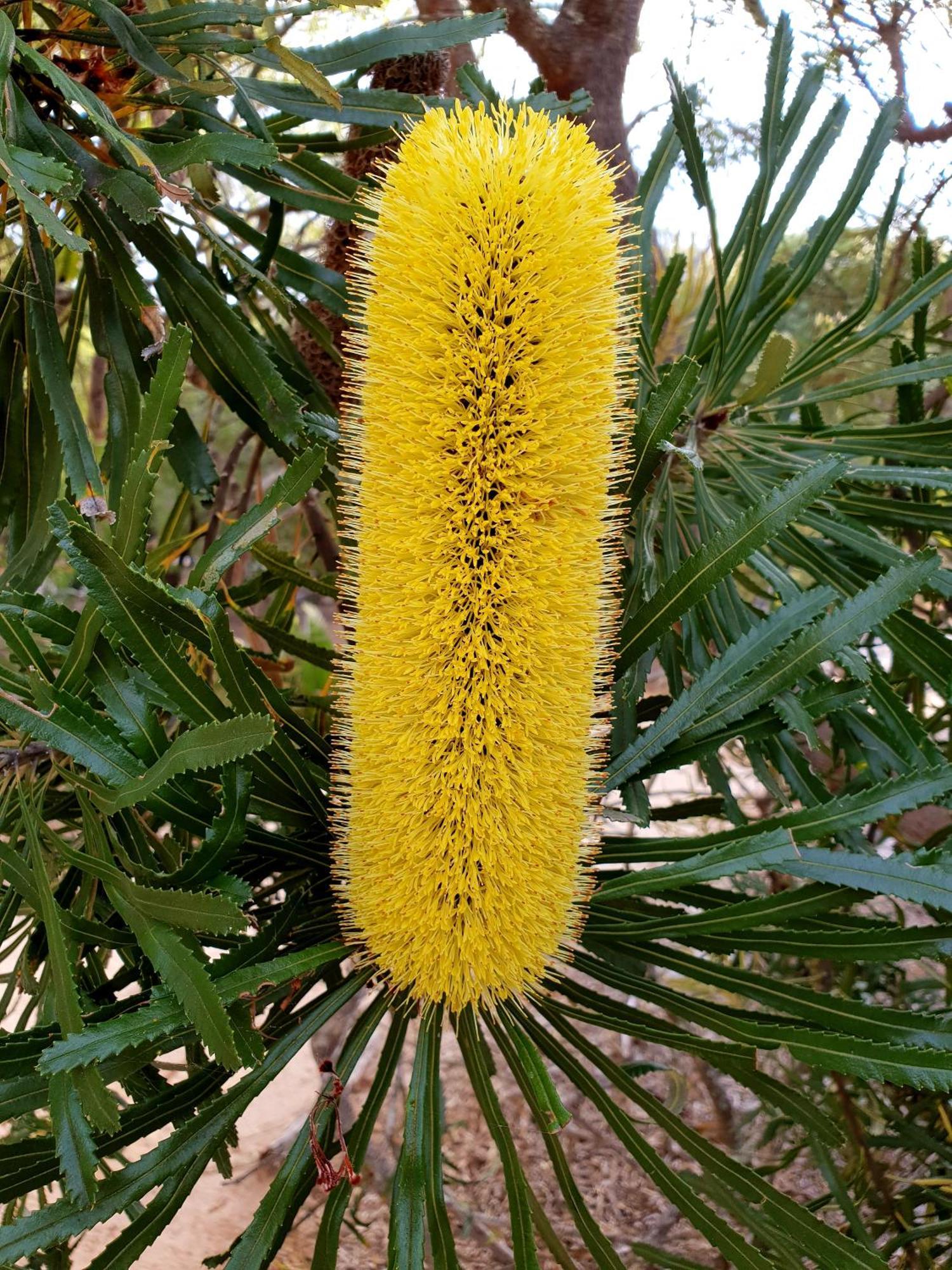 מרגרט ריבר Bussells Bushland Cottages מראה חיצוני תמונה